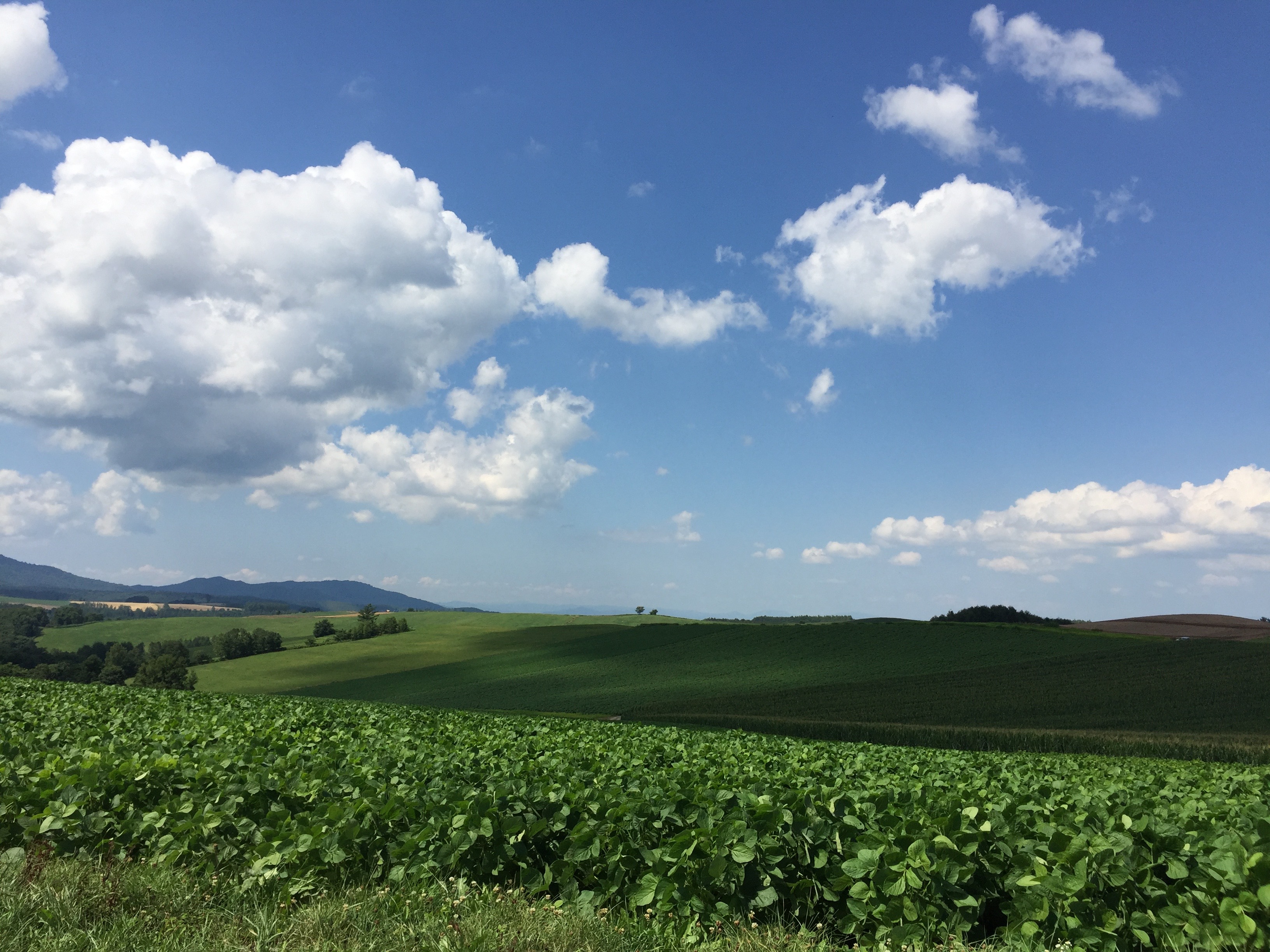 夏の美瑛 緑の丘と大きな雲
