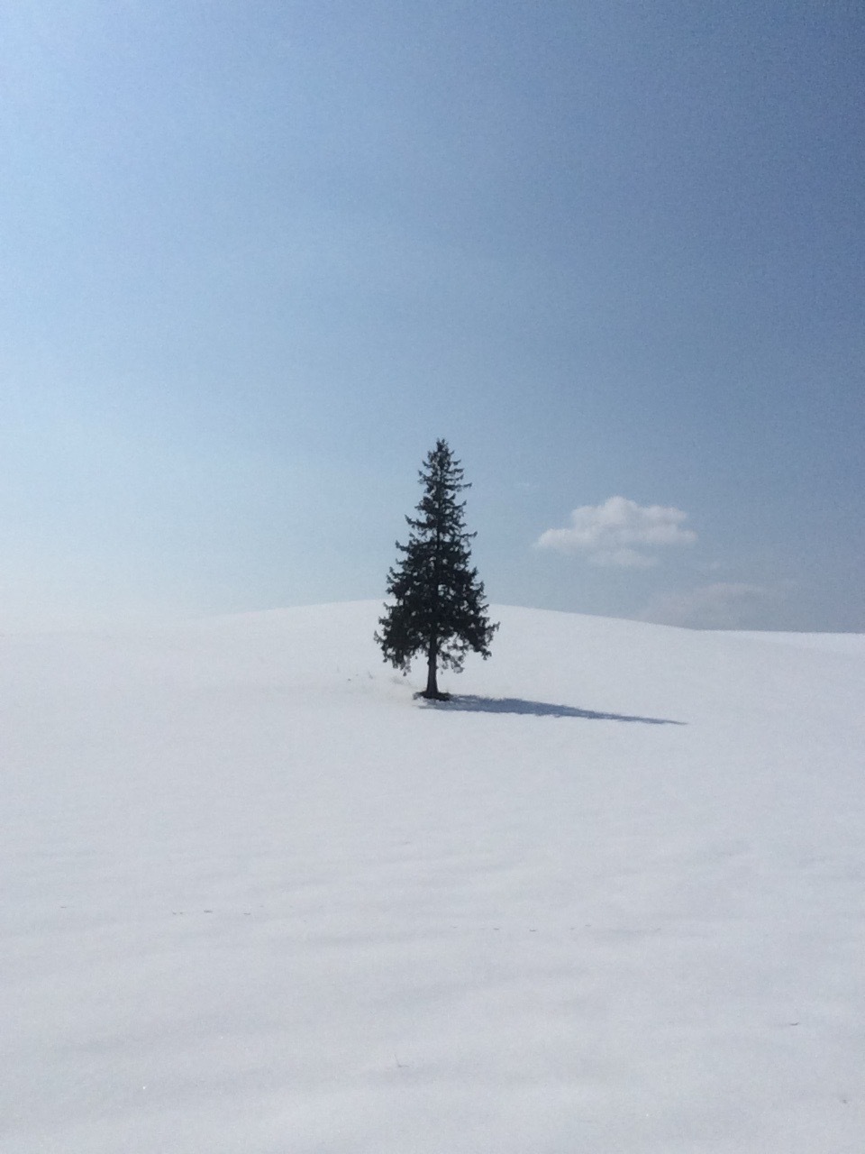 雪原に佇む一本の木 — 美瑛の冬景色
